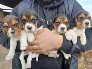 Beagle tricolor de rasa 