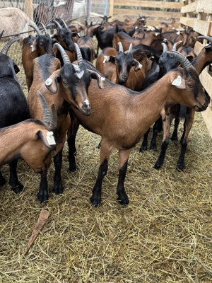 Lot capre alpine franceze si sanen - imagine 3