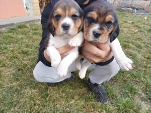 Beagle tricolor de rasa  - imagine 4