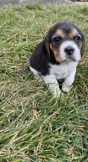 Beagle tricolor de rasa  - imagine 3