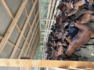 Lot capre alpine franceze si sanen - imagine 2