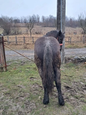 Mânz de Vânzare  - imagine 2