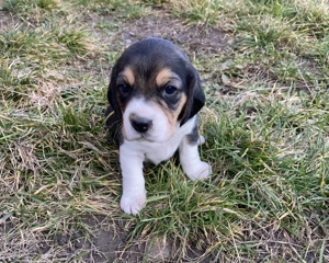 Beagle tricolor de rasa  - imagine 2