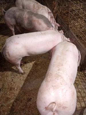 De vânzare porci - imagine 2