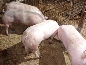 De vânzare porci - imagine 3