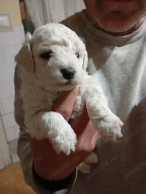 vând bichon frisse