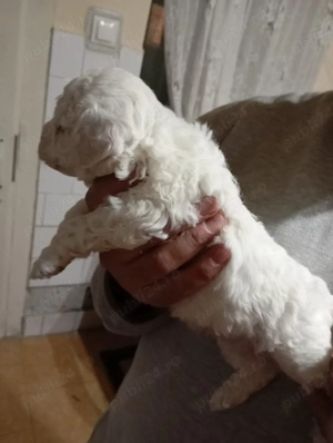 vând bichon frisse - imagine 3