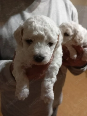 vând bichon frisse - imagine 2