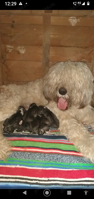 Cățea Ciobanesc Mioritic  - imagine 2