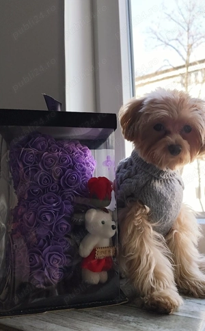 Cățel Maltipoo mini toy își caută o familie  - imagine 2