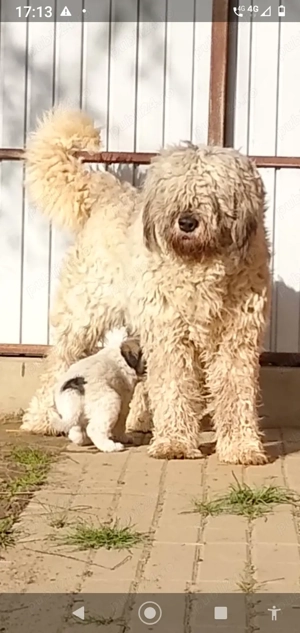 Cățea Ciobanesc Mioritic  - imagine 3