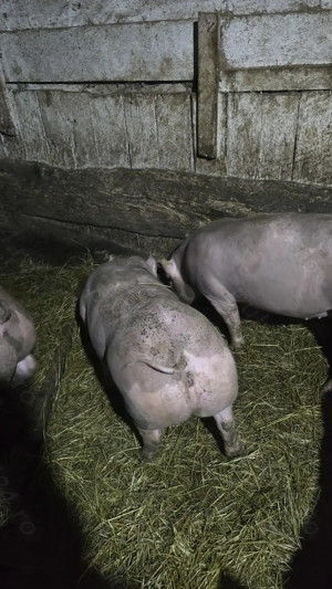 Vand 2 scrofițe pietrain pentru reproducție! - imagine 4