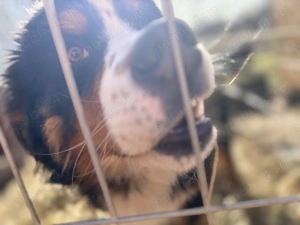 Vând câine ciobănesc de Berna  - imagine 2