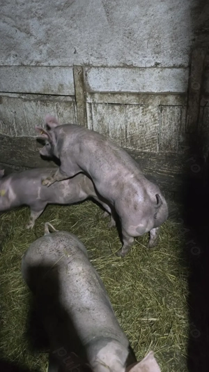 Vand 2 scrofițe pietrain pentru reproducție! - imagine 3