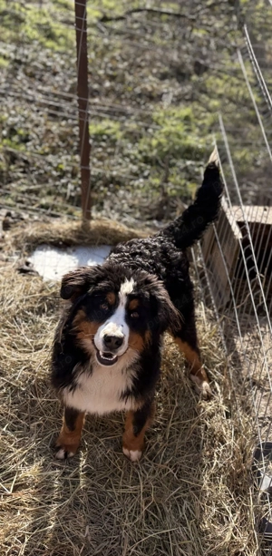 Vând câine ciobănesc de Berna 