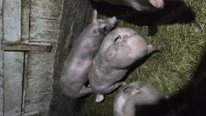 Vand 2 scrofițe pietrain pentru reproducție! - imagine 2