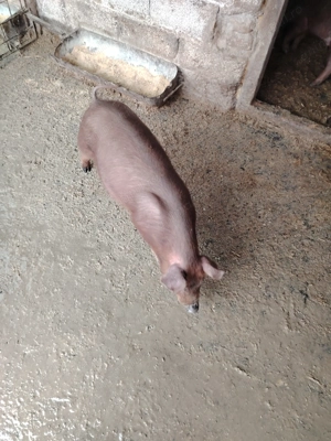 Purcei DUROC originali - imagine 2