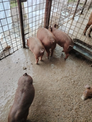 Purcei DUROC originali