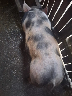 purcel de vânzare ,rasă de carne, castrat, vaccinat si deparazitat  - imagine 2