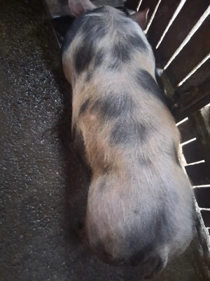 purcel de vânzare ,rasă de carne, castrat, vaccinat si deparazitat  - imagine 3