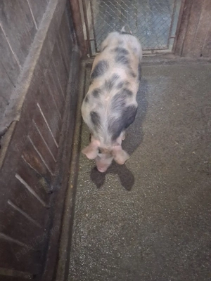 purcel de vânzare ,rasă de carne, castrat, vaccinat si deparazitat  - imagine 5