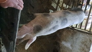 scroafă petrain gestantă