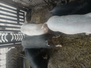 Purcei de vanzare - imagine 4