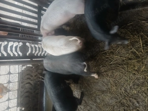 Purcei de vanzare - imagine 2