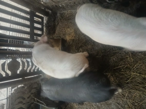 Purcei de vanzare - imagine 3