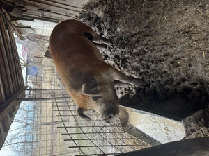 Vand porc 250 de kg!