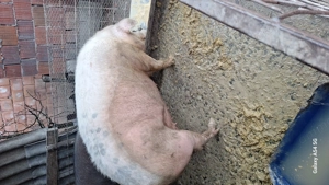 Scroafa gestanta matele alb cu durok  - imagine 4