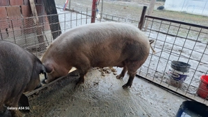 Scroafa gestanta matele alb cu durok  - imagine 2