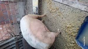 Scroafa gestanta matele alb cu durok  - imagine 5