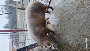 Scroafa gestanta matele alb cu durok 