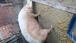 Scroafa gestanta matele alb cu durok  - imagine 3