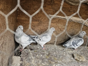 Porumbei voiajori standard pui si maturi - imagine 4