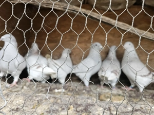 Porumbei voiajori standard pui si maturi - imagine 3