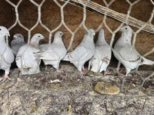 Porumbei voiajori standard pui si maturi - imagine 2