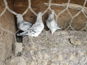 Porumbei voiajori standard pui si maturi - imagine 5