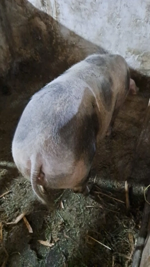 scroafă petrain gestantă - imagine 3