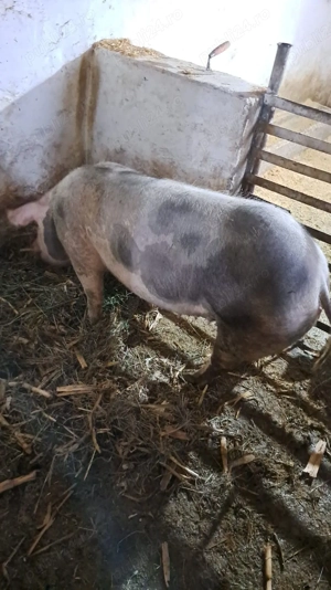 scroafă petrain gestantă - imagine 4