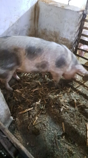 scroafă petrain gestantă - imagine 2