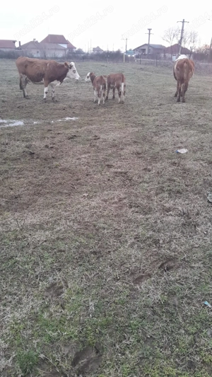 Vand 2 vaci de rasa (Baltata Romaneasca ), fiecare vaca cu vitea - imagine 5