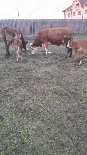 Vand 2 vaci de rasa (Baltata Romaneasca ), fiecare vaca cu vitea 25 000 lei Prețul e negociabil - imagine 3