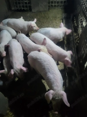 Purcei 9 săptămâni foarte mancaciosi - imagine 4