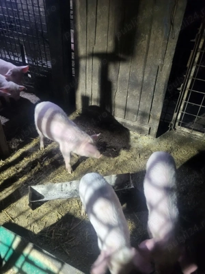 Purcei 9 săptămâni foarte mancaciosi - imagine 3