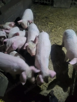 Purcei 9 săptămâni foarte mancaciosi