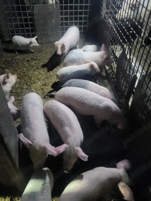 Purcei 9 săptămâni foarte mancaciosi - imagine 2