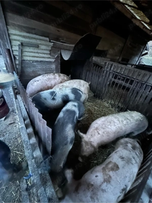 vand porci intre 80-130 kg - imagine 4