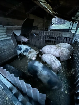 vand porci intre 80-130 kg